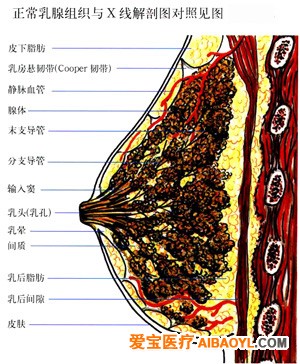 认识乳腺钼靶照片 - 马夫 - 马夫的博客