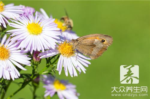 贡菊是白菊吗