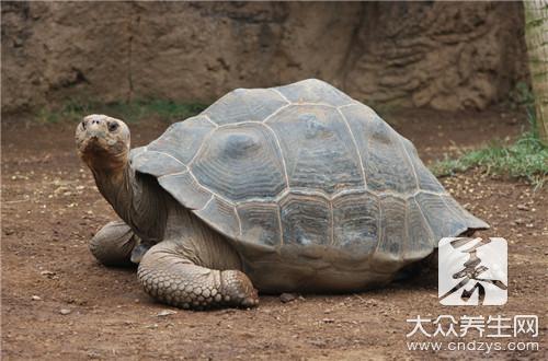 甲鱼炖什么补肾